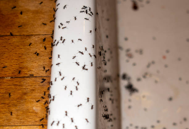 Best Local Pest Control Services  in Franklin Center, NJ